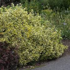 Image result for Euonymus fortunei