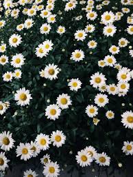 Isolated purple daisy with water drops on it with transparent background. July 12 2014 6 11 Pm Shecu Vsco Grid Daisy Wallpaper Daisy Field Vintage Flowers Wallpaper