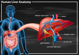Blood circulat of liver diagram structure and function of blood vessels anatomy and physiology role of the liver in protein metabolism hepatocyte pparα activity is liver diagram and function. Human Liver Anatomy Diagram 447045 Vector Art At Vecteezy