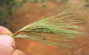 Image result for Aristida stipoides