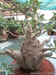 Image result for Pachypodium saundersii
