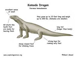 Komodo dragon coloring pages are a fun way for kids of all ages to develop creativity focus motor skills and color recognition. Komodo Dragon