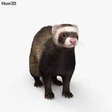 3d Model Of Ferret Hd Ferret 3d Model Model
