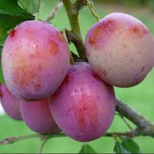 Image result for prunus domestica renkloda althana