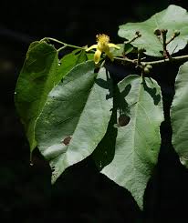 Image result for Grewia inaequilatera