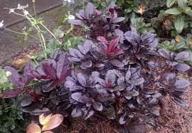 Rhododendron Everred Deer Resistant Plants Variegated Plants Shade Plants