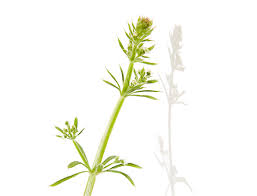 Image result for Mitracarpus