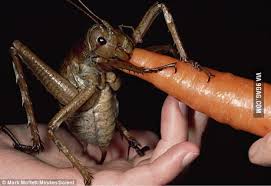 It was a really good clean. The Bugs Bunny Insect The Biggest Insect In The World Or Should I Say Biggest Nope In The World He Got The Name Because He Likes Karrots 9gag