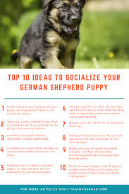 Gsd pups are quick to learn impressive tricks. 10 Ideas To Socialize Your German Shepherd Puppy Germanshepherd German Shepherd Puppies German Shepherd Puppies Training Shepherd Puppies