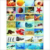 Sea Animals Chart Sea Animals Chart Manufacturer Supplier