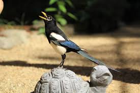 The female tends to the interior, forming a mud cup and lining it with grass. Yellow Billed Magpie Turtle Bay