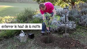 la haie gourmande est un regal pour les yeux et pour les papilles a la saison venue elle ravira les enfants planter un figuier comment planter detente jardin