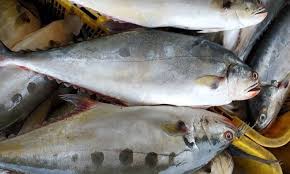1 pek ikan gelama basah. Kenali 3 Spesies Utama Talang Perairan Kita Umpan
