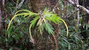 Image result for Oberonia