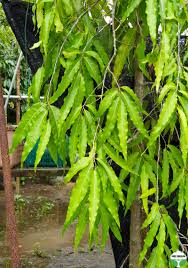 Image result for Monoon