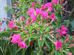 Image result for Mirabilis jalapa