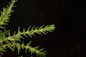 Image result for Crassula schimperi