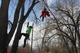 We provide tree trimming and pruning in boulder and throughout boulder county including longmont, louisville, lafayette and the surrounding areas along the front range. Berkelhammer Tree Experts Inc 303 443 1233 Berkelhammer Tree Experts Greater Boulder Colorado Area