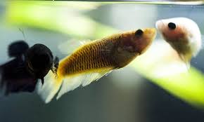 Female Betta Sororities My Aquarium Club