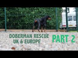 Doberman pinschers for adoptionselect a breed. Doberman Rescue Uk Europe Part 2 Youtube