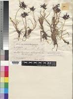 Image result for Pycreus nitidus