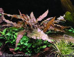 Cryptocoryne wendtii, the wendt's water trumpet, is a species of herb which is a popular aquarium plant which is native to sri lanka. Cryptocoryne Wendtii Mi Oya Flowgrow Aquatic Plant Database