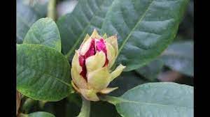 Schere anlegen und wie oft bzw. Wie Tief Kann Man Einen Rhododendron Runter Schneiden Newwonder555 Youtube