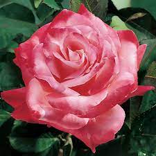 Brigadoon Hybrid Tea Rose Hybrid Tea Roses Tea Roses Hybrid Tea Roses Care