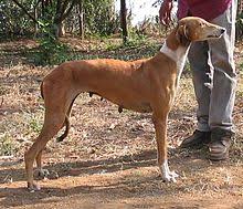 Wanderers hub and gucci enjoying ride in audi convertible. Mudhol Hound Wikipedia