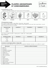 Plantes Aromatiques Et Condimentaires Plantes Aromatiques Aromates Plante