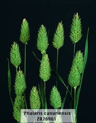 Image result for Phalaris