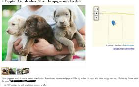 Akc black labrador retriever puppies $1,200 (siler city) pic hide this posting restore restore this posting. Craigslist Dogs 2 More Dogs For Trade Puppy Leaks