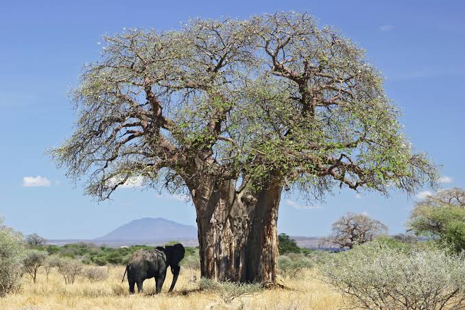 Mga resulta ng larawan para sa Baobab (Adansonia digitata )"