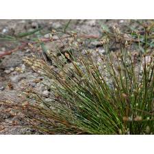 Image result for Eleocharis atropurpurea