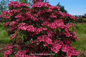 We did not find results for: Cornus Kousa Schmred Wholesale Nursery Supplies Plant Growers In Oregon Nursery Guide