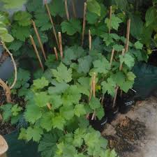 Rt 3 rw 1 taman, jl. Jual Bibit Anggur Kota Surabaya Jual Bibit Pohon Dan Tanaman