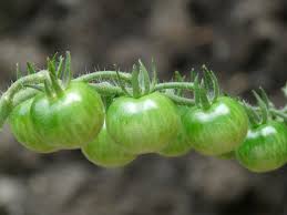 Pyrethrin is a natural product for the control of aphids and. Garden Myth Tomato Leaves Are Poisonous Laidback Gardener