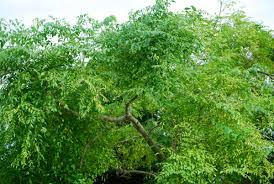 Image result for Moringaceae