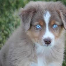 Maybe you would like to learn more about one of these? Bermuda Australian Shepherd Puppy 605030 Puppyspot