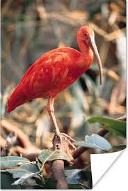 And i think their bikes are ugly. Bol Com Poster Rode Ibis Op Een Takje Omringt Door Bladeren 20x30 Cm