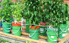 Maybe you would like to learn more about one of these? Learn How To Make A Self Watering Tomato Planter Your Projects Obn