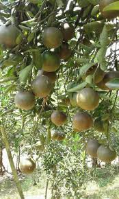 Salah satu obat dbd alami yang cukup populer adalah buah jambu biji merah. Hama Dan Penyakit Pada Tanaman Jeruk Serta Cara Pengendaliannya Yang Paling Baik Dan Benar Tips Petani
