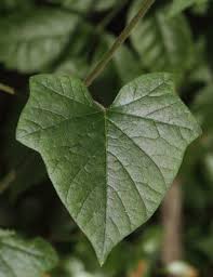 Image result for Psychotria sublyrata