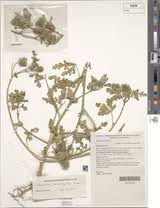 Image result for Hibiscus tridactylites