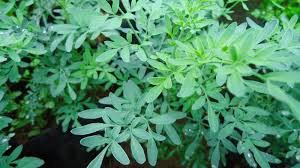 Resultado de imagen para plantas medicinales