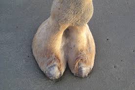 This will give you a good indication of the fit. Story Behind Cameltoe At Girls And How To Show One Lustfel