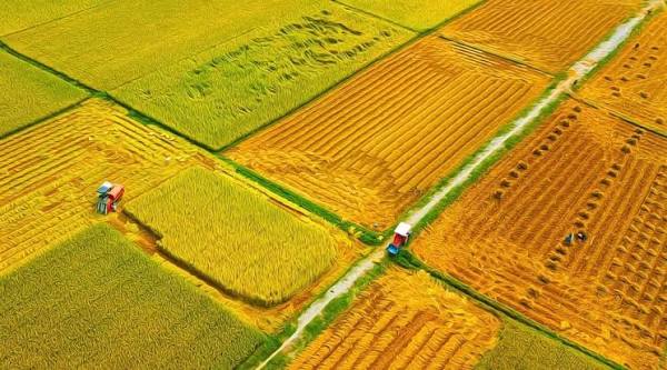 Cánh đồng lúa ở Mộ Đức nhìn từ trên cao ♥ 📷Sang Nguyễn ...