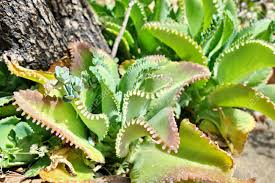 Image result for Bryophyllum