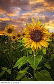 Pin By Gourabian Jacques On Ogrod Bajeczny Sunflower Pictures Sunflower Garden Plants