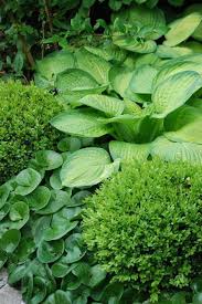 Boxwood Hosta Ginger Great Texture Combination Boxwoodlandscape Garten Pflanzen Hosta Garten Garten Landschaftsbau